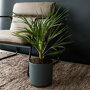 Europese dwergpalm in woonkamer